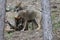 Beautiful iberian wolves in the mount playing in herd preparing the Hunt