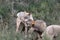 Beautiful iberian wolves in the mount playing in herd preparing the Hunt