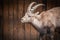 Beautiful ibex portrait close up
