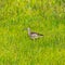 Beautiful Icelandic bird called Eurasian Curlew Numenius arquata with long curved beak, Iceland, summer time