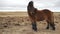 Beautiful Icelandic horse close up