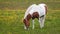 Beautiful Icelandic Horse Grazing