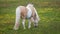 Beautiful Icelandic Horse Grazing