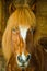 A beautiful Icelandic horse, it looks very clever and smart