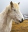 Beautiful Icelandic horse in profile