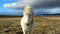 Beautiful Icelandic horse standing on field in nature