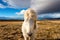 Beautiful Icelandic horse standing on field in nature