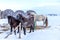 Beautiful Icelandic horses on the background of winter nature in Iceland