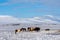 Beautiful Icelandic horses on the background of winter nature in Iceland