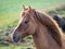 Beautiful icelandic horses of brown and black colors running fast with their manes blowing in the wind