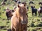 Beautiful icelandic horses of brown and black colors running fast with their manes blowing in the wind