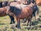 Beautiful icelandic horses of brown and black colors running fast with their manes blowing in the wind