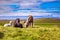 Beautiful Icelandic horses grazed