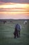 Beautiful Icelandic horses grazing in the midnight sun.