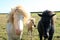 Beautiful icelandic horses on the meadow.