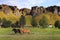 Beautiful icelandic horses on the meadow.