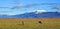 Beautiful icelandic horses on the meadow.