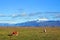 Beautiful icelandic horses on the meadow.