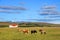 Beautiful icelandic horses on the meadow.