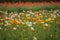 Beautiful icelandic poppy field in different colors