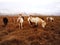 Beautiful Icelandic rural horses in natural agricultural landscape with snow-capped mountain range background