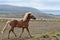 Beautiful Icelandic stallion at a trot. Flaxen chestnut. Icelandic landscape in the background