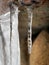 Beautiful icicle with ice patterns on the inside