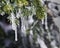 Beautiful icicles hanging from a branch of an evergreen tree