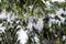 Beautiful icicles hanging from a branch of an evergreen tree