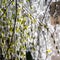 Beautiful icicles hanging on sprouting spring birch tree on freezing, sunny morning