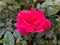 Beautiful iconic flower show red colour in Hong Kong Victoria park