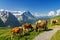 Beautiful idyllic alpine landscape with cows, Alps mountains and countryside in summer