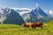 Beautiful idyllic alpine landscape with cows, Alps mountains and countryside in summer