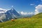 Beautiful idyllic alpine landscape with cows, Alps mountains and countryside in summer