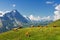 Beautiful idyllic alpine landscape with cows, Alps mountains and countryside in summer