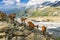 Beautiful idyllic alpine landscape with goats, Alps mountains and countryside in summer