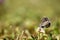 Beautiful idyllic natural healthy environment late summer background of a.butterfly on a flower