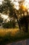 Beautiful idyllic summer landscape of Toscana, Italy with many mediterranean plants, olive trees and field grasses.