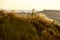 Beautiful idyllic summer landscape of Toscana, Italy with many mediterranean plants, olive trees and field grasses.