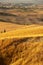 Beautiful idyllic sunny late summer landscape of Toscana with village, hills, trees and fields.