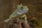 Beautiful iguana on a blurred background of its natural environment