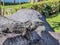 Beautiful iguana enjoying the sun on a stone with a green background