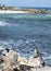 Beautiful Iguana in front of the sea