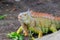 Beautiful Iguana lizard sitting on the ground at mini zoo in Miri town.
