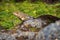 Beautiful iguana in Manuel Antonio Natural Park (Costa Rica)