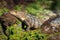 Beautiful iguana in Manuel Antonio Natural Park (Costa Rica)