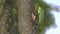 Beautiful iguana Perched on a Vibrant Tree Trunk in the Lush Wilderness