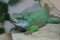 Beautiful iguana in the reptile exhibit.