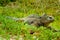 Beautiful iguana resting in the beach santa cruz