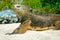 Beautiful iguana resting in the beach santa cruz